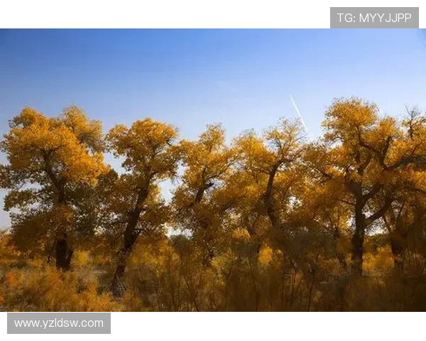适合初学者的跳水技巧与训练方法全面指南